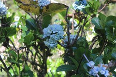 Hydrangea macrophylla